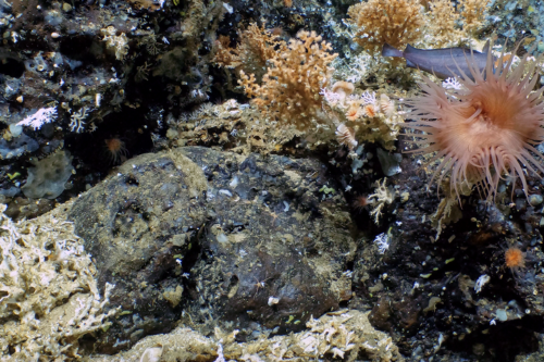 Coral reefs in the Galapagos Marine Reserve
